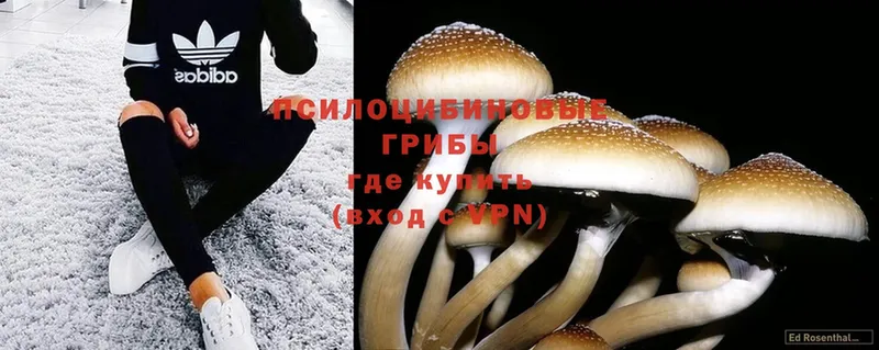 Псилоцибиновые грибы Psilocybine cubensis Ленинск-Кузнецкий